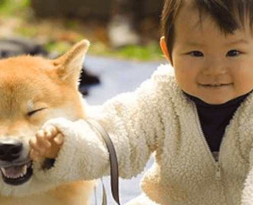 perros-seguridad-infantil