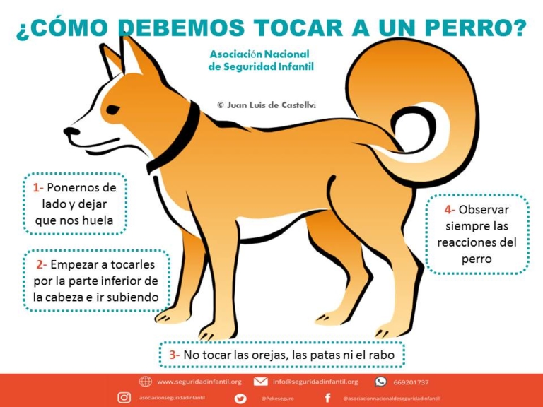 ¿Cómo debemos tocar a un perro? - Seguridad Infantil